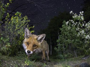 Un zorro bajo el cielo nocturno