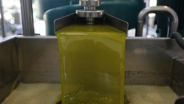 Aceite de oliva recién exprimido en una almazara de Córdoba