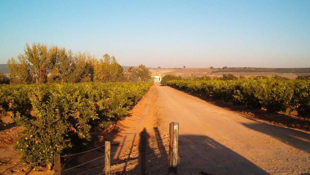 Cultivos agrarios en Hornachuelos