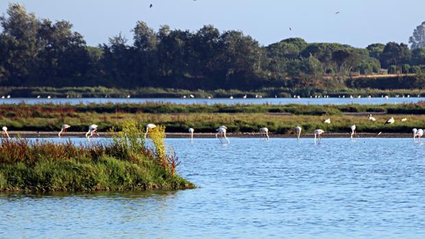 Doñana
