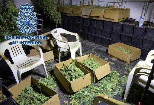 Tras recoger la cosecha, la marihuana tiene que empaquetarse