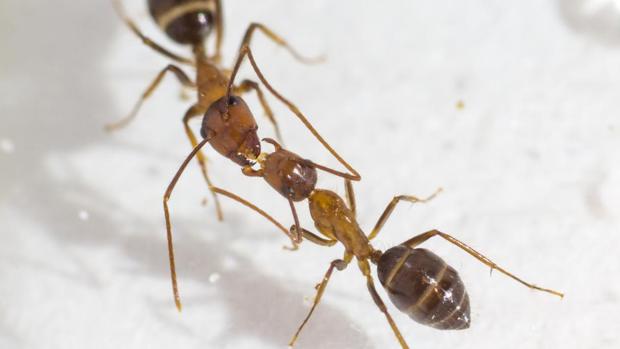 Hormigas carpinteras de Florida ( Camponotus floridanus ) intercambiando fluido boca a boca.