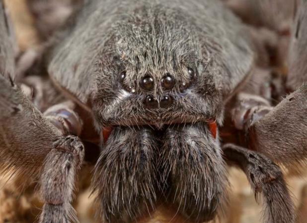 La nueva especie, Califorctenus cacachilensis, tiene dos temibles colmillos venenosos