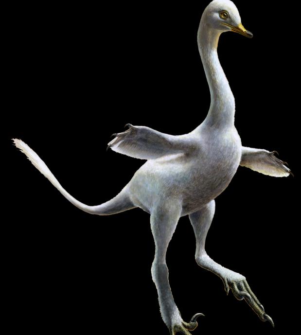 Recreación del antepasado de los cisnes, un «primo» de los Velociraptores, que caminaba como un pato y nadaba como los pingüinos