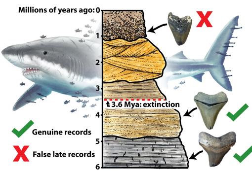 Gráfico de la extinción del megalodón