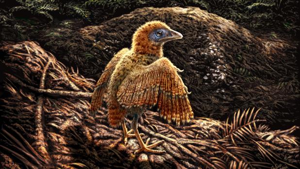 Un polluelo abandona su nido poco después del nacimiento hace unos 125 millones de años. Este pajarito vivía en un ambiente lacustre y puede haber nacido en el suelo como otras aves enantiornitinas extintas.