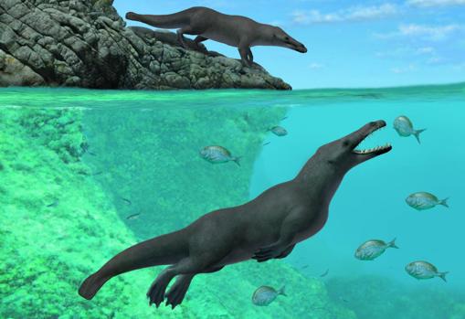 Los investigadores aseguran que la ballena era capaz de desenvolverse tanto en el agua como en la tierra
