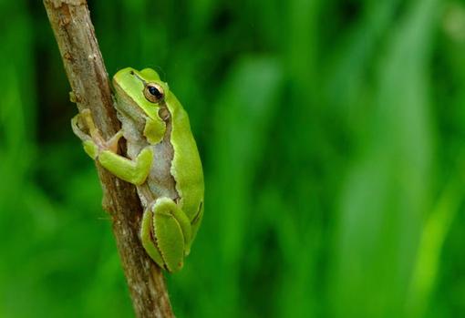 Adulto de Ranita de San Antón oriental (Hyla orientalis), Chernóbil (Ucrania). Mayo de 2018