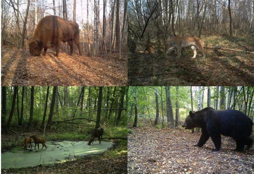 Bisonte europeo (Bison bonasus), lince boreal (Lynx lynx), alces (Alces alces) y oso pardo (Ursus arctos) fotografiados por las cámaras del proyecto TREE dentro de la zona de exclusión de Chernóbil (Ucrania)
