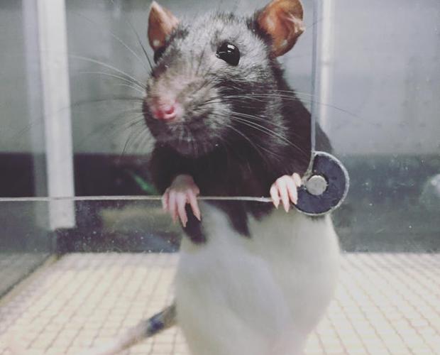 Una rata en el laboratorio de la Universidad de Concordia
