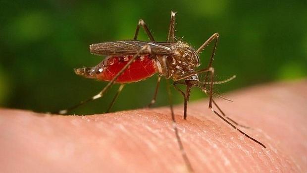 El mosquito ha matado a la mitad de la población de la humanidad