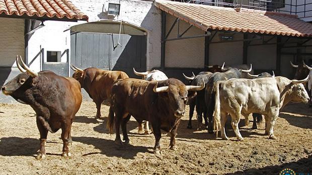 Toros para esta tarde