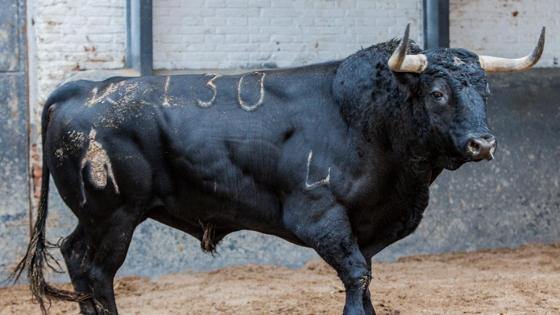 Quinto toro