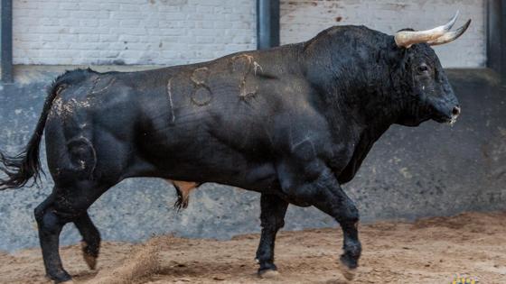 Sexto toro