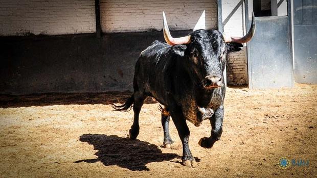 Toro para esta tarde