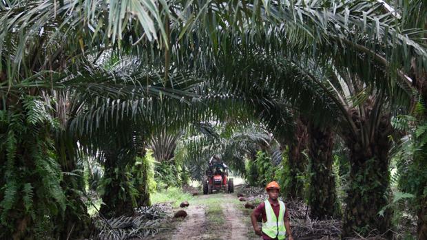 Con 11.000 hectáreas y mil trabajadores, la empresa Sime Darby explota una plantación de aceite de palma sostenible en la isla de Carey, en Malasia