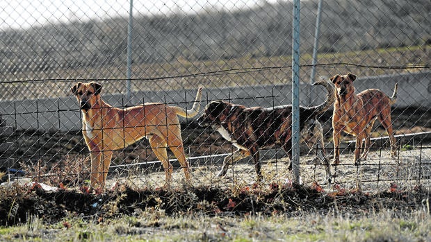 Animales en una finca cercana al lugar del suceso