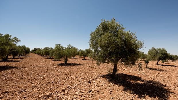 Olivar de Finca Dehesa de Luna, en La Roda (Albacete)