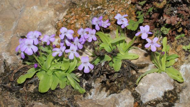 Imagen de la Pinguicula saetabensis