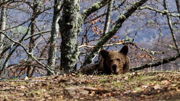 Un oso pardo en una imagen de archivo