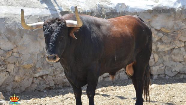 Imagen del toro número 52, Cabrero