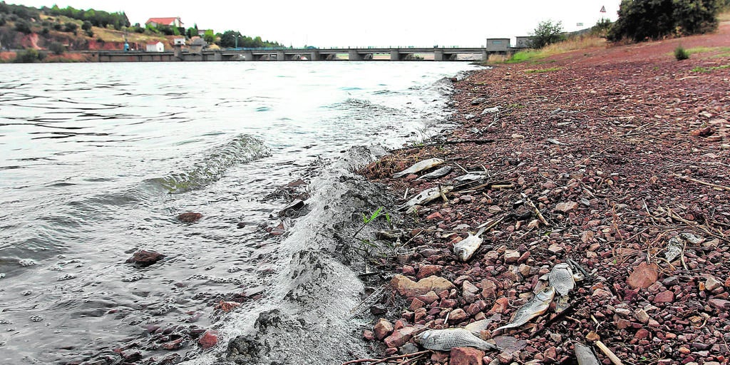 El agua ya no llega al 20 en los pantanos de Entrepeñas y Buendía