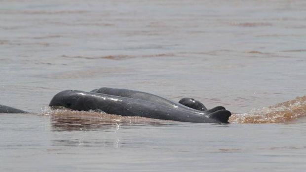 Delfines de río