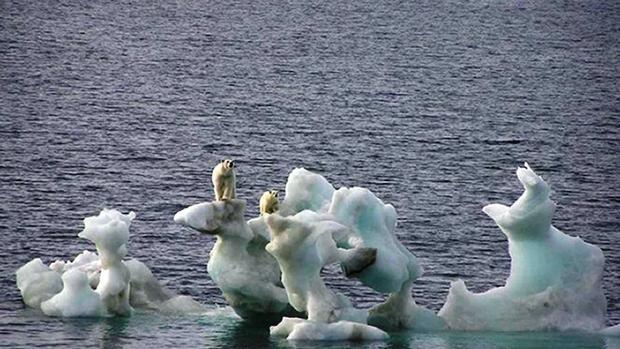 Tres mil osos polares «derrotan» al cambio climático en el mar de Chukchi