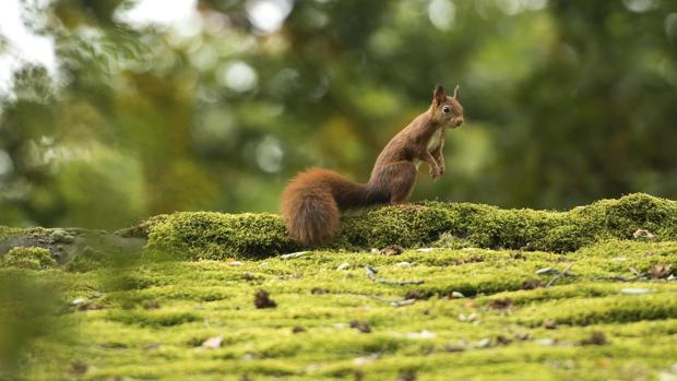 Las ciudades necesitan más purificadores de aire naturales