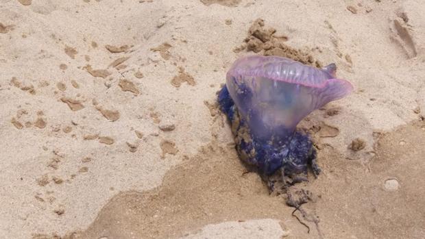 La carabela portuguesa, hallada en la playa Victoria de Cádiz esta mañana