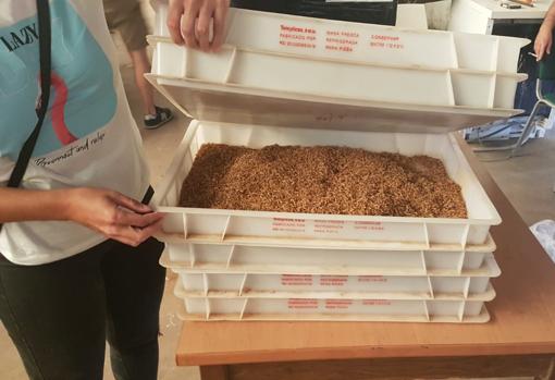 Picadura dispuesta para elaborar los cigarros.