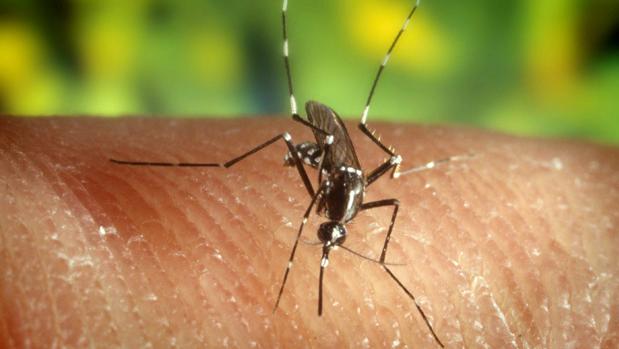 El PP pide que se realice una campaña de fumigación de mosquitos