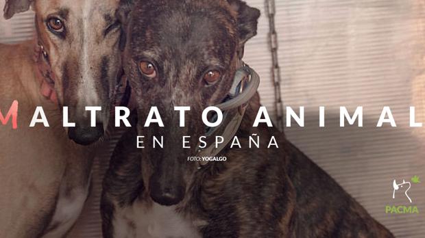 Pacma denuncia el maltrato animal.