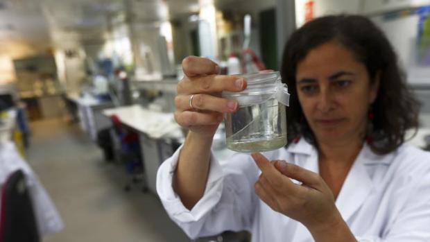 La investigadora Laura Prieto, en los laboratorios del CSIC en el Campus de Puerto Real.