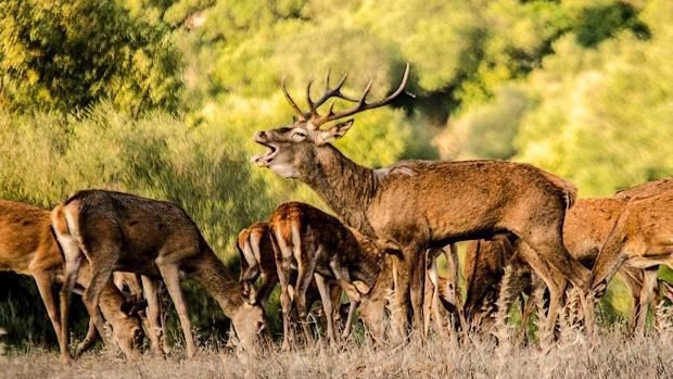 El otoño comienza la berrea del ciervo
