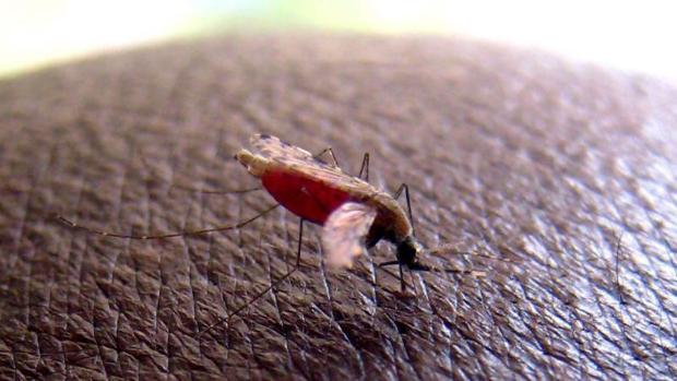 La malaria se transmite por la picadura del mosquito anopheles
