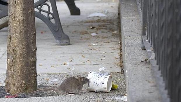 Una rata en una de las calles de Sevilla