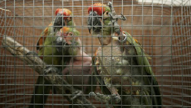 Aves exóticas incautadas por la Guardia Civil
