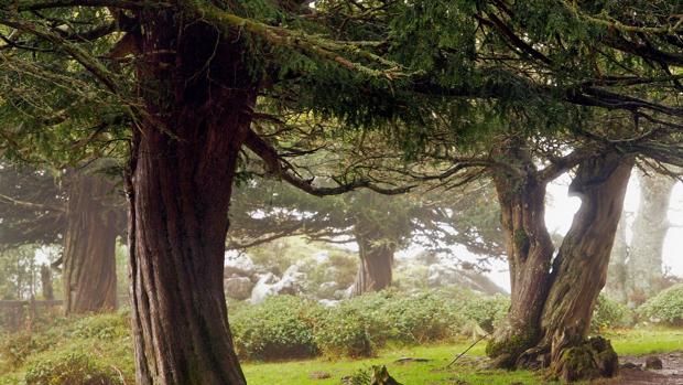 Imagen de un tejo en un bosque de Cantábria
