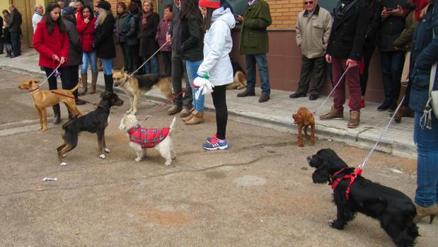 Los dueños de perros viajan al menos una vez al año con su mascota
