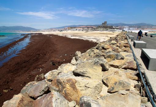 Tarifa, infestada por la alga invasora