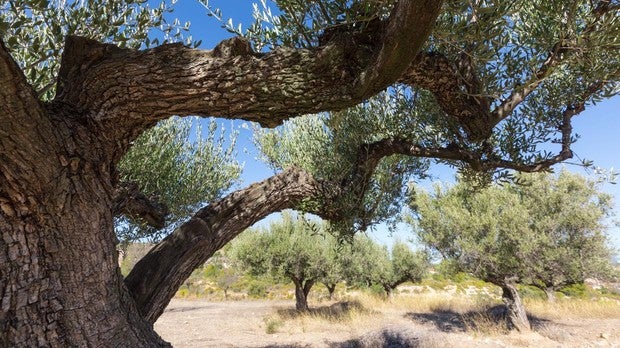 Olivos milenarios en las comarcas de Els Ports y el Baix Maestrat, en Castellón